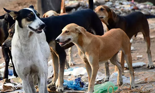 കോട്ടയത്ത് വീണ്ടും തെരുവ് നായ ആക്രമണം; രണ്ട് സ്ത്രീകൾക്ക് കൂടി കടിയേറ്റു