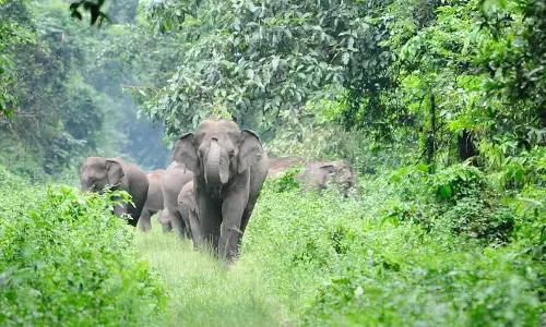വന്യമൃഗങ്ങളെ ഭയന്ന് മലമ്പുഴയിലെ ആറങ്കോട്ടുകുളമ്പ് നിവാസികള്‍