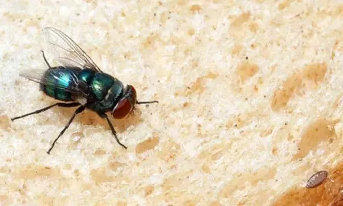 ഈച്ചയെ അകറ്റാം