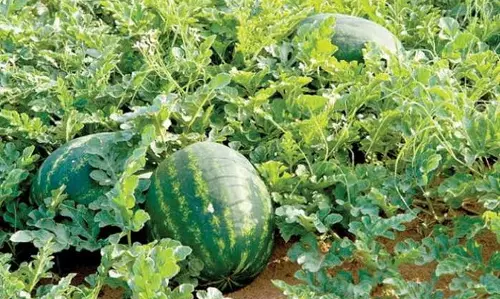 പടവലം, പാവൽ, തണ്ണിമത്തൻ,പയർ...ജോമോന്റെ മൂന്നേക്കറില്‍ ഇല്ലാത്തതൊന്നുമില്ല