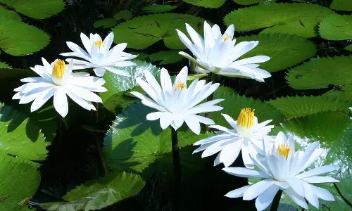 എവിടെത്തിരിഞ്ഞൊന്നു നോക്കിയാലും അവിടെല്ലാം ആമ്പല്‍പ്പൂക്കള്‍ മാത്രം; ആമ്പല്‍ കൃഷിയില്‍ നേട്ടം കൊയ്ത് ദമ്പതികള്‍