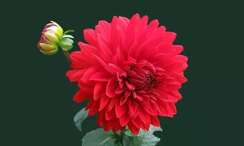 വയനാട്ടിലെ പൂക്കാലം കാണാന്‍ പോരുന്നോ?