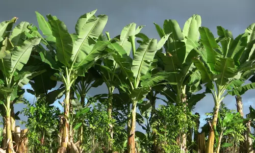 കാട്ടാന ശല്യം രൂക്ഷം; ഒടുവില്‍ സ്വന്തം വാഴത്തോട്ടം വെട്ടി മാറ്റി യുവകര്‍ഷകന്‍