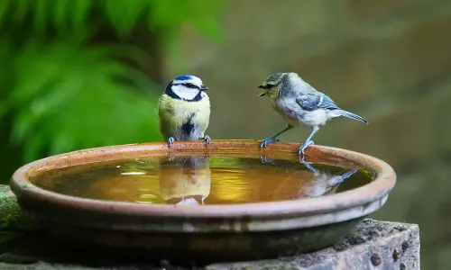 പൊള്ളുന്ന വെയിലല്ലേ.വെയിലേറ്റ് വാടല്ലേ; വേനലില്‍ കിളികള്‍ക്കും മൃഗങ്ങള്‍ക്കും കുടിവെള്ളവുമായി പൂരനഗരി