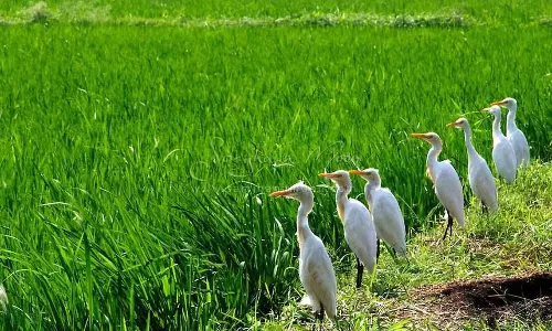 ‘പാഠം ഒന്ന് പാടത്തേക്ക്’;കൊയ്ത്തുത്സവം ആഘോഷമാക്കി വിദ്യാര്‍ഥികള്‍