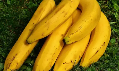 വയനാട്ടിൽ നേന്ത്രപ്പഴത്തിന് വിലത്തകർച്ച; കർഷകർക്ക് ലഭിക്കുന്നത് 9 മുതൽ 12 രൂപ വരെ മാത്രം  