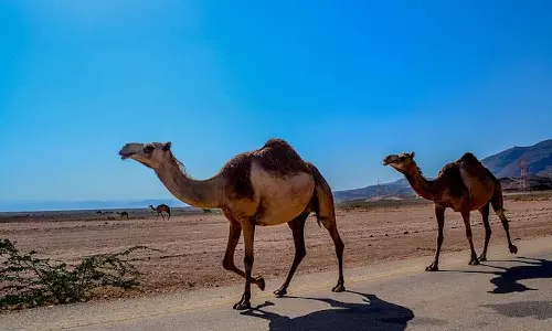 Two arrested for attacking camel at farm in Oman