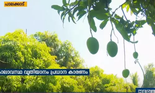 മുതലമടയിലെ മാങ്ങ കര്‍ഷകര്‍ പ്രതിസന്ധിയില്‍ | news theatre  