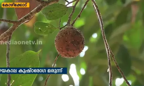 മരോട്ടിക്കായ എണ്ണ ഇ‍ഞ്ചക്ഷന്‍; പഴയ കാല കുഷ്ഠരോഗ മരുന്ന്  