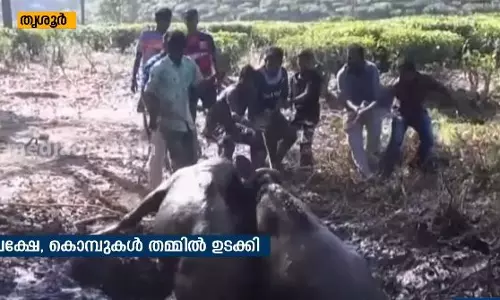 ഒന്നു കൊമ്പ് കോര്‍ത്തതാ, പക്ഷെ തമ്മിലുടക്കിപ്പോയി; കാട്ടുപോത്തുകളുടെ രക്ഷക്കെത്തി നാട്ടുകാര്‍  