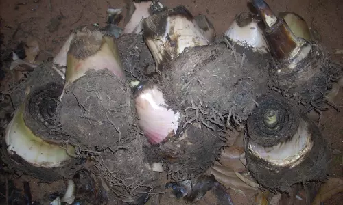 വകയാറിലെ വാഴക്കന്ന് വിപണി; ഏത്തൻ,പൂവൻ, ഞാലിപ്പൂവൻ, റോബസ്റ്റ കന്നുകൾക്കാണ് ആവശ്യക്കാരേറെ