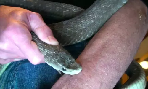 പാമ്പ് കടിയേറ്റാല്‍ പ്രഥമ ശുശ്രൂഷ എങ്ങനെ? ചെയ്യരുതാത്തതെന്ത്?