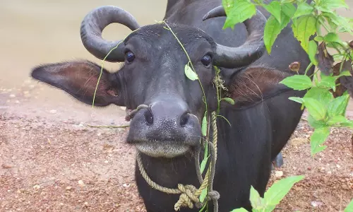 കണ്ണ് നിറയെ കാണാനൊരുങ്ങിക്കോളൂ...തുളുനാട്ടില്‍ വീണ്ടും പോത്തോട്ടമത്സരം