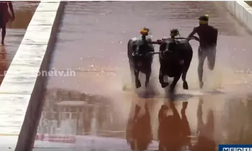 തുളുനാട്ടില്‍ ഒരു പോത്തോട്ട മത്സരം