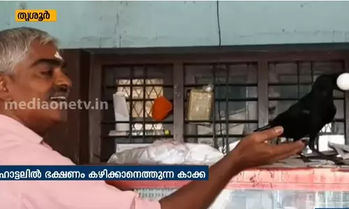 ഈ കാക്ക അല്‍പം പരിഷ്കാരിയാണ്; ഹോട്ടലില്‍ നിന്നേ ഭക്ഷണം കഴിക്കൂ