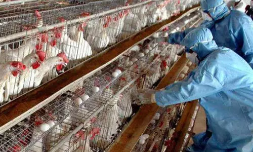 പക്ഷിപ്പനി: ചെയ്യേണ്ടതും ചെയ്യരുതാത്തതും