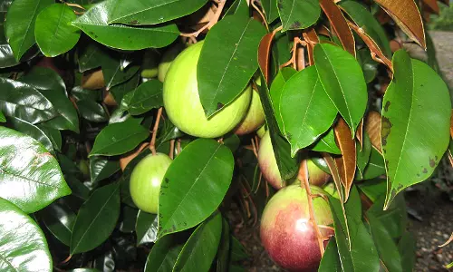 മിൽക്ക് ഫ്രൂട്ട്, ഐസ്ക്രീം ബീൻ, അകായ്‌ബെറി; റഷീദിന്റെ തോട്ടത്തില്‍ ഇല്ലാത്ത വിദേശികളില്ല