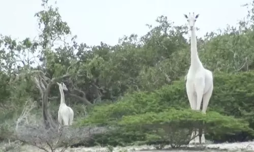 ലോകത്തെ അപൂര്‍വ്വങ്ങളില്‍ അപൂര്‍വ്വമായ വെള്ള ജിറാഫുകളെ വെടിവെച്ചു കൊന്നു