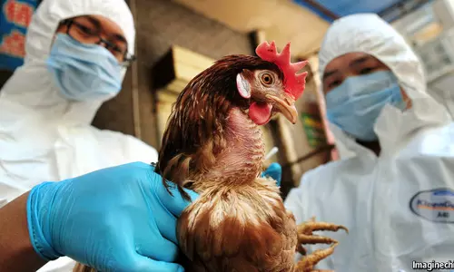 പക്ഷിപനി മനുഷ്യരിലേക്ക് പകരുന്നതെങ്ങനെ?