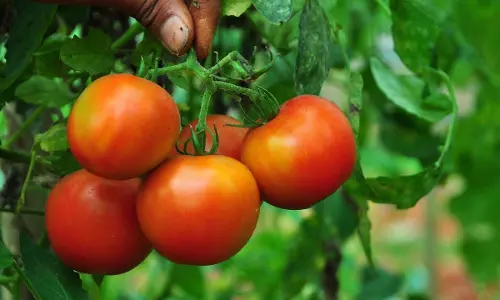 കൃഷി ഹോബിയാക്കിയ നാവികസേന ഉദ്യോഗസ്ഥന്‍