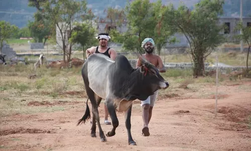 ജെല്ലിക്കെട്ട് കാളകളുമായി അപ്പാനി ശരത്ത്; വൈറലായി ചിത്രങ്ങള്‍