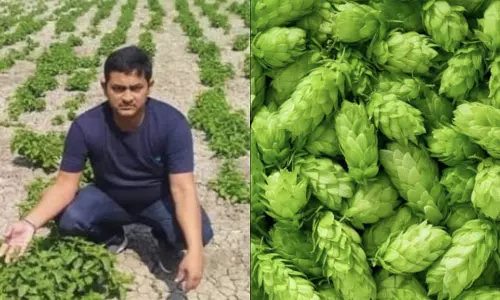 ബിഹാറിൽ വിളഞ്ഞ ഈ പച്ചക്കറി പൊന്നാണ്; കിലോയ്ക്ക് ഒരു ലക്ഷം രൂപ!