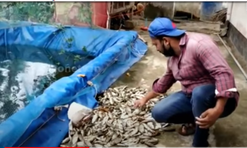 തിരുവനന്തപുരത്ത് സ്വകാര്യ വ്യക്തിയുടെ മീന്‍കുളത്തില്‍ നാലായിരത്തിലധികം മത്സ്യങ്ങള്‍ ചത്തുപൊങ്ങി