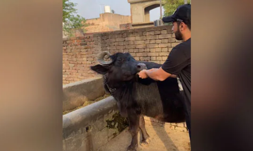 പുല്ലും വയ്ക്കോലും മാത്രം പോരാ; പോത്തിന് സാന്‍ഡ്‍വിച്ചുമാകാം, വൈറല്‍ വീഡിയോ