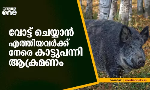 വോട്ട് ചെയ്യാൻ എത്തിയവർക്ക് നേരെ കാട്ടുപന്നി ആക്രമണം;രണ്ടു പേർക്ക് പരിക്ക്