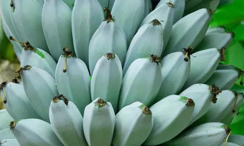 നീല നിറവും ഐസ്ക്രീമിന്‍റെ രുചിയും; അത്ഭുതപ്പെടുത്തി ബ്ലൂ ബനാന