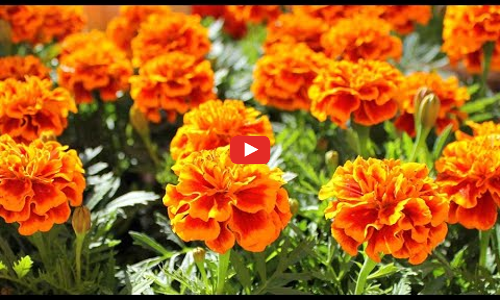 ഓണത്തിന് തവനൂരുകാര്‍ക്ക് തമിഴ്നാട്ടുകാരുടെ പൂക്കള്‍ വേണ്ട; പൂക്കാലം തന്നെയൊരുക്കി ഗ്രാമപഞ്ചായത്ത്