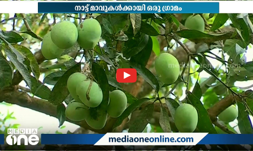 ഒരു മാവ് മുറിച്ചതിന്‍റെ പ്രതികാരം... ഇന്ന് കണ്ണപുരം ഗ്രാമം മുഴുവൻ നാട്ടുമാവുകൾ