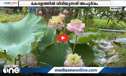 ആയിരം ഇതളുള്ള അപൂര്‍വ ഇനം താമര