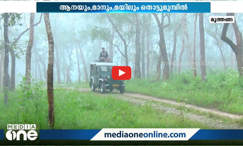 കോടമഞ്ഞു പുതഞ്ഞ വഴിയോരങ്ങള്‍; കണ്‍മുന്നില്‍ ആനയും മാനും മയിലും
