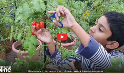 ആറായിരംമേനി കൊയ്ത് ഒമാനിലെ കൃഷിക്കൂട്ടം  | Weekend Arabia |