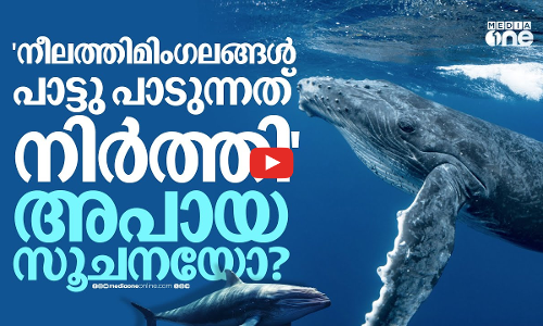 വൻ ദുരന്തത്തിന് മുന്നറിയിപ്പോ? നീലത്തിമിംഗലങ്ങളുടെ നിശബ്‌ദതയിൽ പകച്ച് ശാസ്ത്രലോകം | Blue Whales