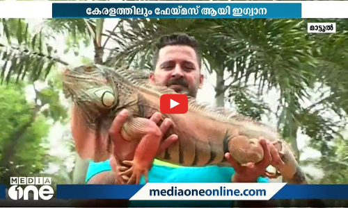 ഇഗ്വാനകളുടെ കൂട്ടുകാരന്‍; ഇരുപതിലധികം ഇഗ്വാന കുഞ്ഞുങ്ങളെ പരിപാലിക്കുന്ന സാബിര്‍