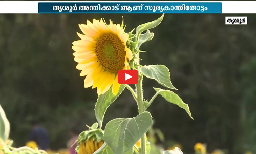 പൂരനഗരിയില്‍ പൂത്തുലഞ്ഞ് സൂര്യകാന്തികള്‍; അഞ്ചേക്കറില്‍ വിരിഞ്ഞത് പുഷ്പവസന്തം