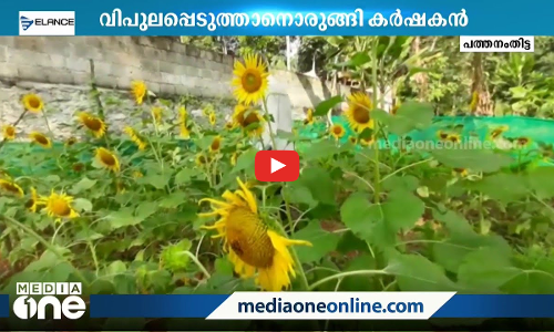 പച്ചക്കറിക്കൊപ്പം സൂര്യകാന്തി കൃഷിയും; വസന്തം തീര്‍ത്ത് ഷാജി ഖാന്‍