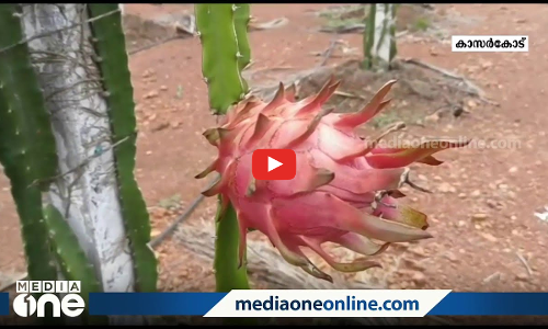 ഡ്രാഗൺ ഫ്രൂട്ട് സൂപ്പറാ... വിജയവഴിയില്‍ ഒരു കൂട്ടം സ്ത്രീകൾ