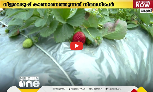വട്ടവടയില്‍ സ്ട്രോബറി കാലം; സഞ്ചാരികള്‍ക്ക് കൗതുകമായി വിളവെടുപ്പ്