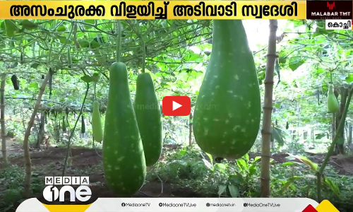 അസം ചുരക്കാകൃഷിയില്‍ നൂറു മേനി കൊയ്ത് കോതമംഗലം സ്വദേശി