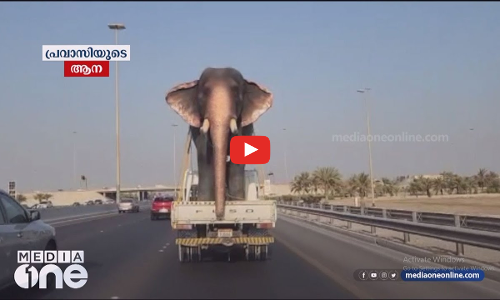 ആനയില്ലാതെ മലയാളിക്ക് എന്ത് ആഘോഷം... ഇത് പ്രവാസികളുടെ ആന