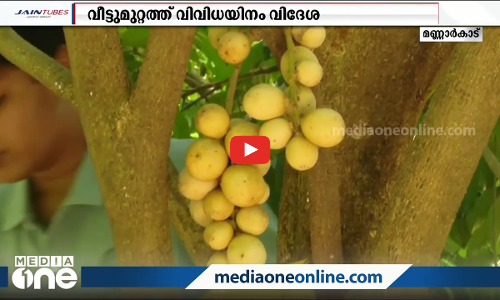 വീട്ടുമുറ്റത്ത് വിളയിച്ച വിദേശ പഴങ്ങള്‍..