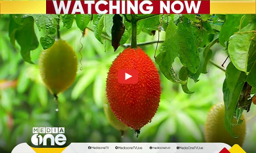 സ്വര്‍ഗത്തിലെ കനി ആലപ്പുഴയില്‍; കിലോക്ക് പൊള്ളുന്ന വില