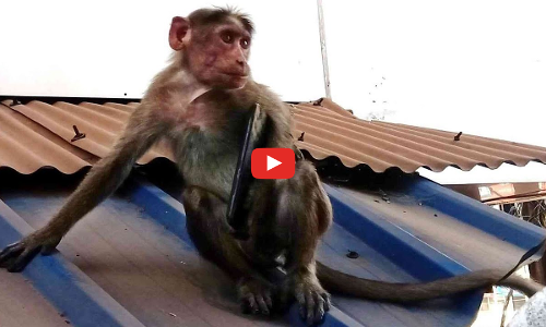 മൊബൈലും കൊണ്ട് ആശാൻ പോയി, ഒടുവിൽ കൈമണിയായി ആപ്പിൾ കൊടുക്കേണ്ടിവന്നു