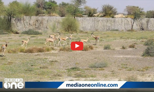 ഷാർജയിലെ ആഫ്രിക്ക