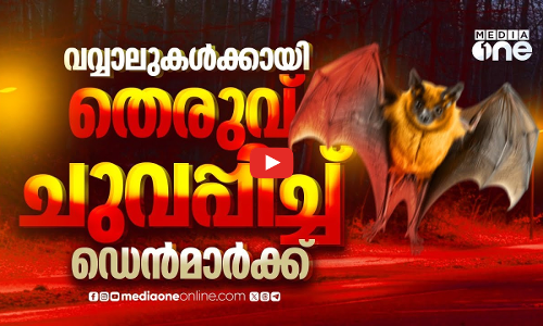 തെരുവുവെളിച്ചം സഞ്ചാരതടസം, വവ്വാലുകളുടെ സംരക്ഷണത്തിന് ഡെൻമാർക്കിന്റെ പരിഷ്‌കാരം