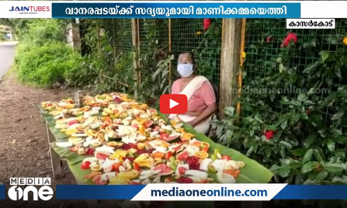 വാനരപ്പടയ്ക്ക് ഇരുപതാം വർഷവും സദ്യ വിളമ്പാൻ മാണിക്കമ്മയെത്തി