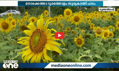 നോക്കെത്താ ദൂരത്തോളം പൂത്തുലഞ്ഞ് സൂര്യകാന്തി; സഞ്ചാരികള്‍ക്ക് വിരുന്നൊരുക്കി ഗുണ്ടല്‍പേട്ട്
